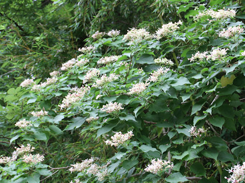 Clerodendrum trichotomum