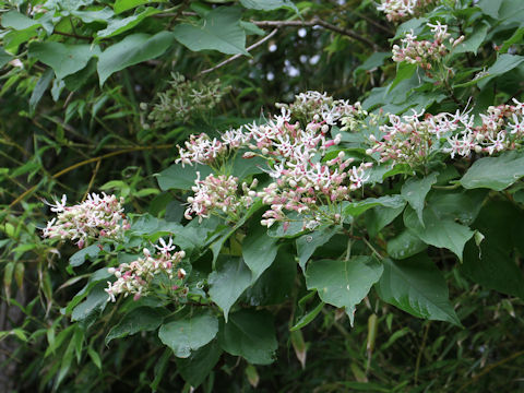 Clerodendrum trichotomum