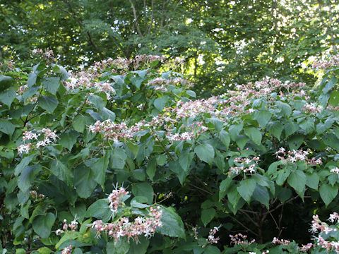 Clerodendrum trichotomum