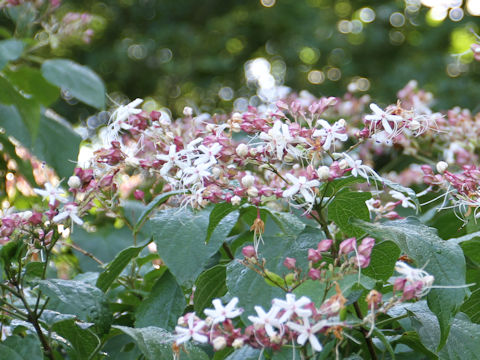 Clerodendrum trichotomum