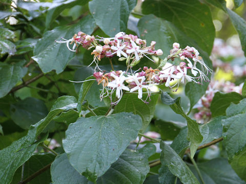 Clerodendrum trichotomum