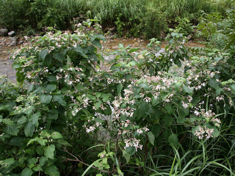 Clerodendrum trichotomum