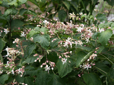 Clerodendrum trichotomum