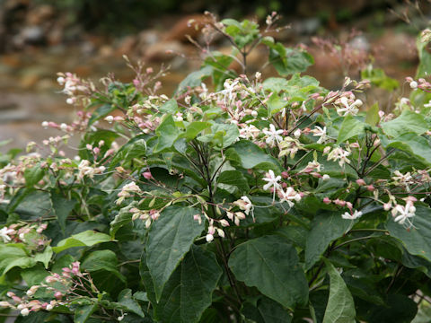 Clerodendrum trichotomum