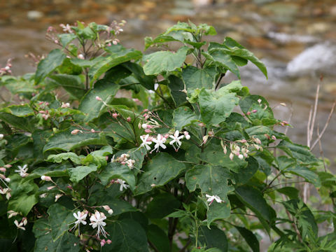 Clerodendrum trichotomum