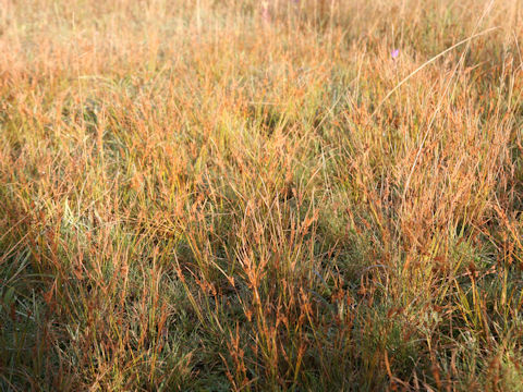 Juncus tenuis
