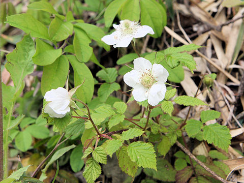 Rubus hirsutus