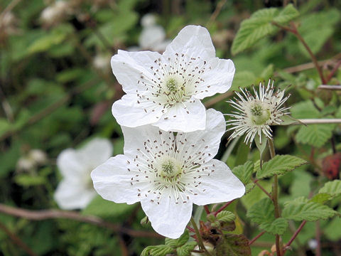 Rubus hirsutus