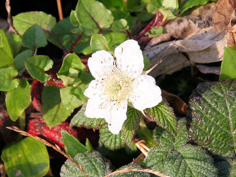 Rubus hirsutus