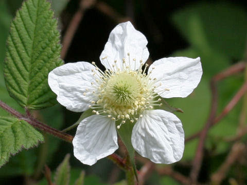 Rubus hirsutus