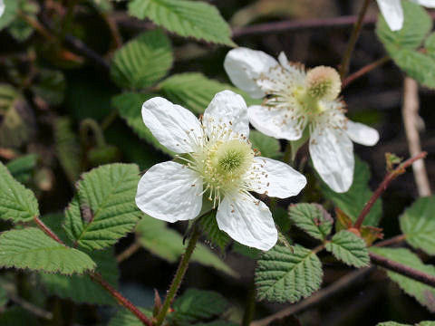 Rubus hirsutus