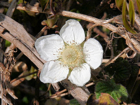 Rubus hirsutus