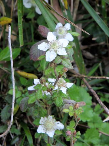 Rubus hirsutus