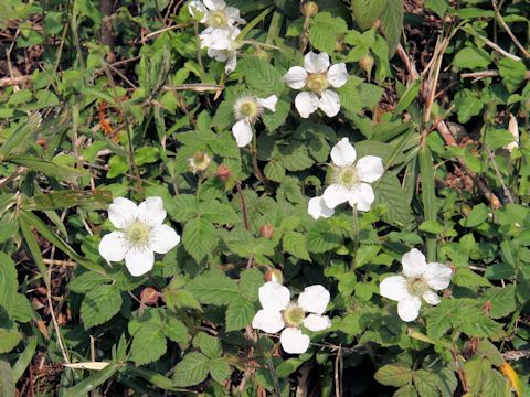 Rubus hirsutus