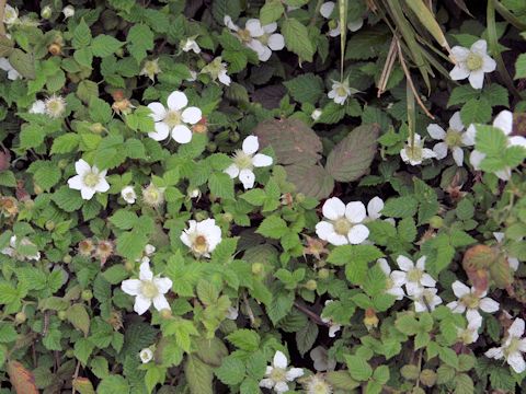 Rubus hirsutus