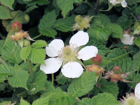 Rubus hirsutus