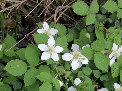 Rubus hirsutus