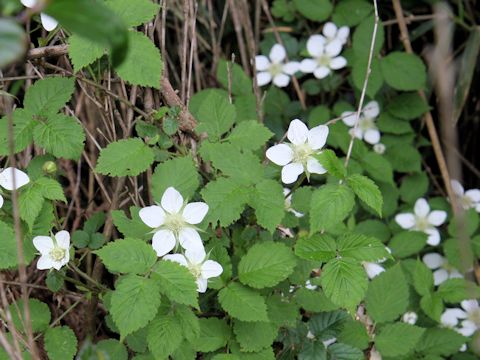 Rubus hirsutus