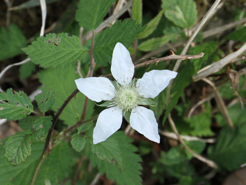 Rubus hirsutus