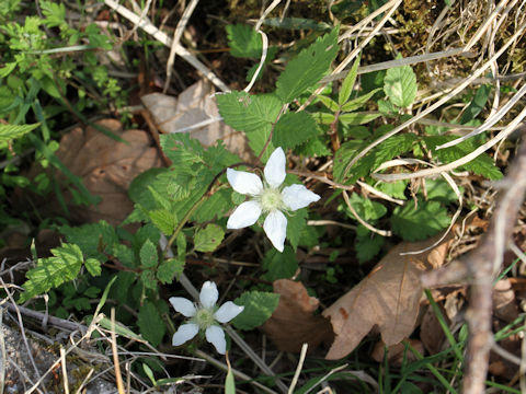 Rubus hirsutus