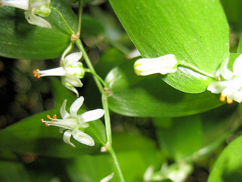 Asparagus asparagoides