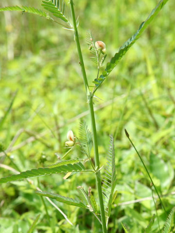 Aeschynomene indica