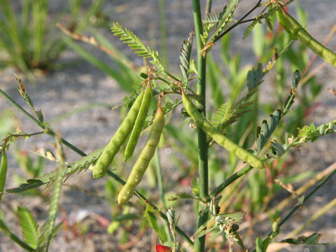 Aeschynomene indica