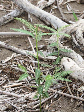 Aeschynomene indica