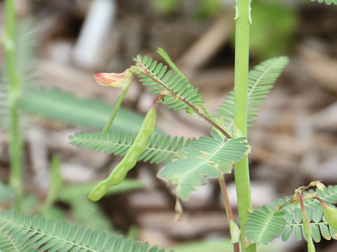 Aeschynomene indica