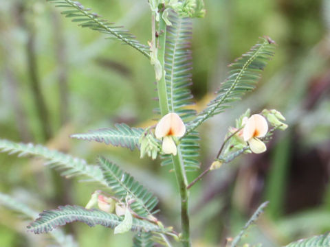 Aeschynomene indica