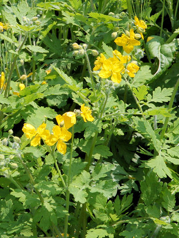 Chelidonium majus var. asiaticum