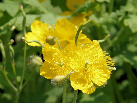 Chelidonium majus var. asiaticum