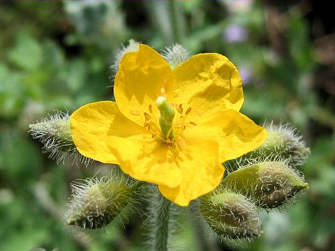 Chelidonium majus var. asiaticum