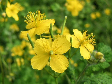 Chelidonium majus var. asiaticum