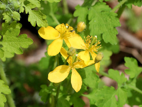 Chelidonium majus var. asiaticum