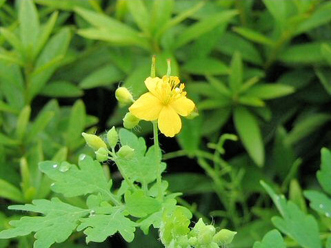 Chelidonium majus var. asiaticum