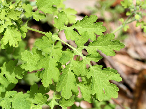 Chelidonium majus var. asiaticum