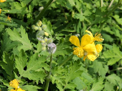 Chelidonium majus var. asiaticum