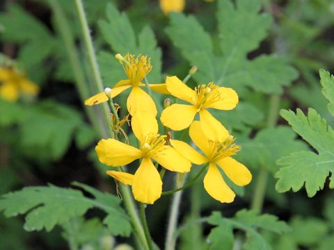 Chelidonium majus var. asiaticum