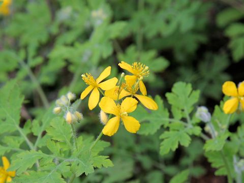 Chelidonium majus var. asiaticum