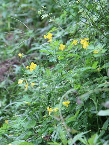 Chelidonium majus var. asiaticum