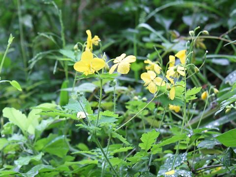 Chelidonium majus var. asiaticum