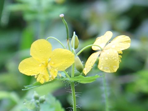 Chelidonium majus var. asiaticum