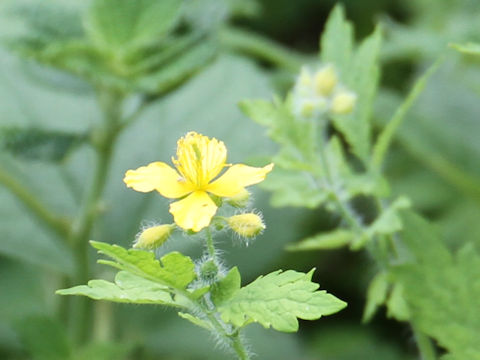 Chelidonium majus var. asiaticum