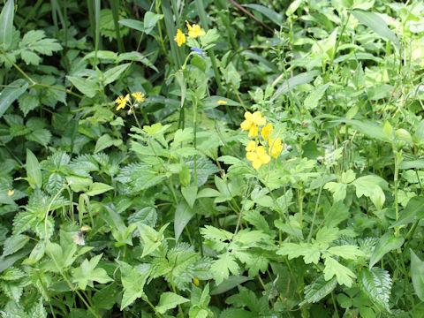 Chelidonium majus var. asiaticum