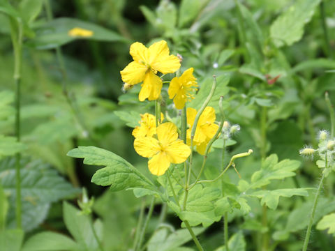 Chelidonium majus var. asiaticum