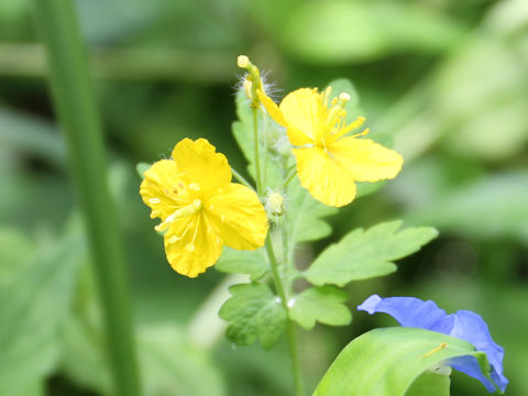 Chelidonium majus var. asiaticum