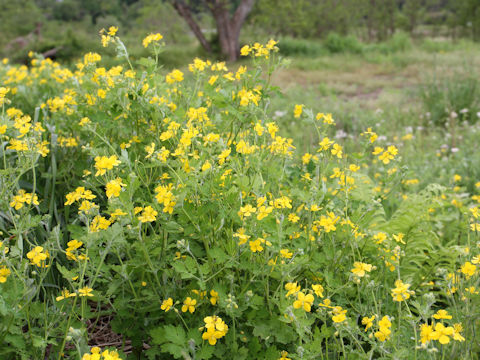 Chelidonium majus var. asiaticum