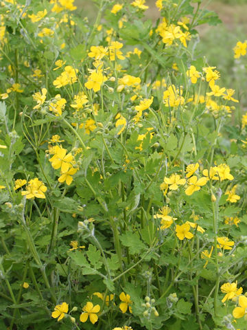 Chelidonium majus var. asiaticum