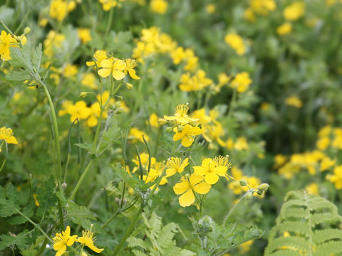 Chelidonium majus var. asiaticum